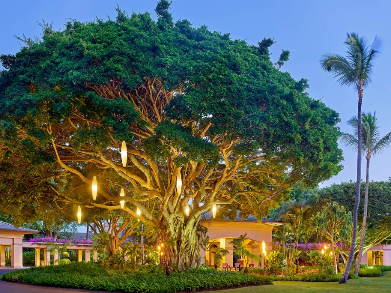Banyan tree