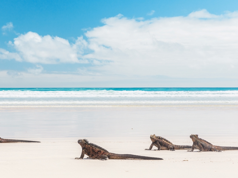 Tortuga Bay