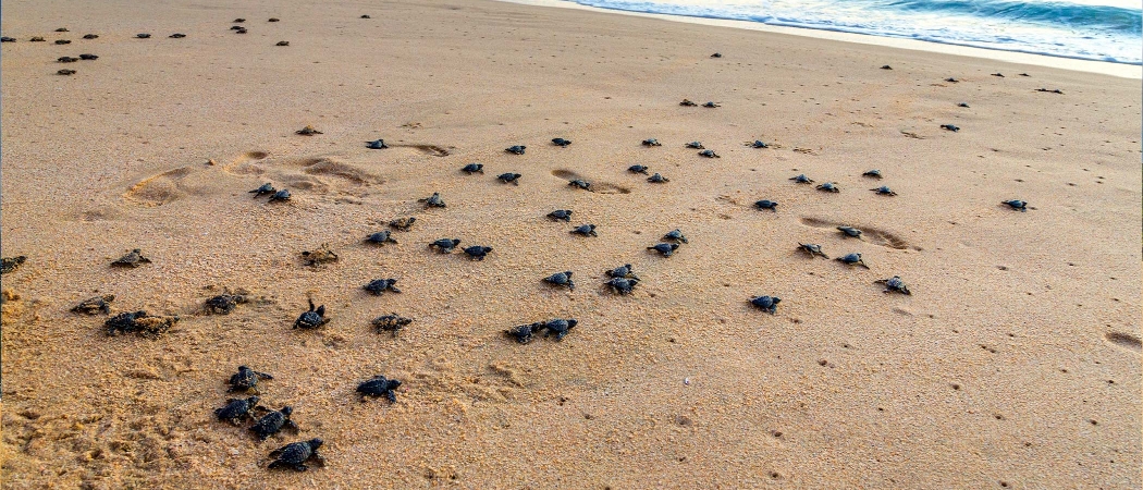 Turtles in Huatulco