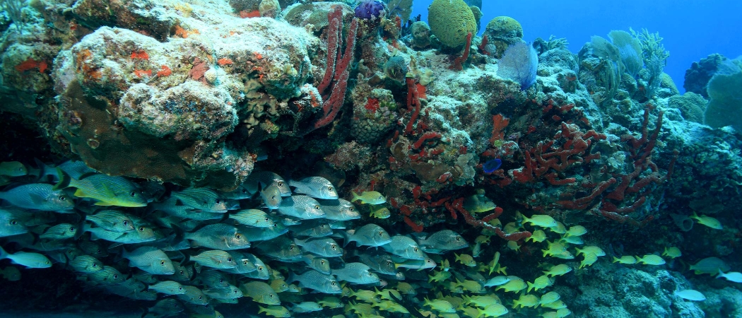 Cozumel Diving