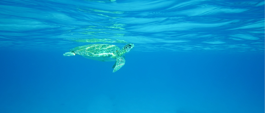 Barbados Turtles