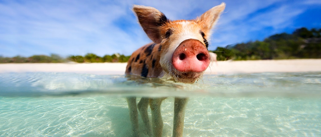 Swimming Pigs