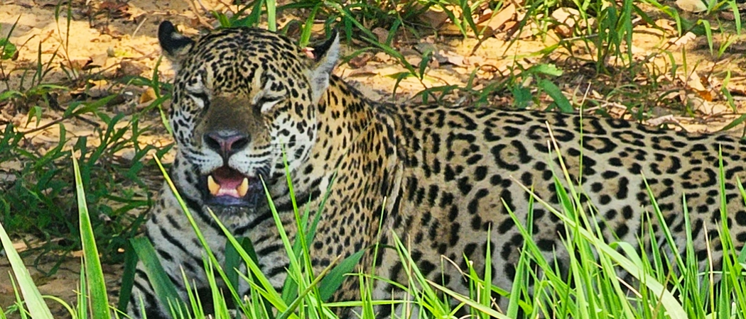 A jaguar yawning on the river bank