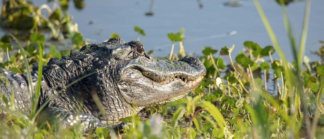 Everglades