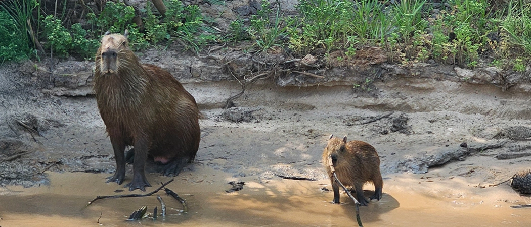 Two capybara sitting together