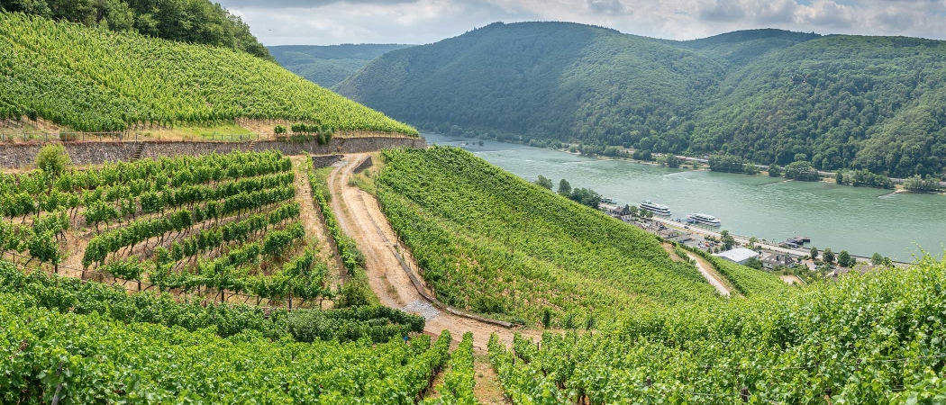 German Vineyard