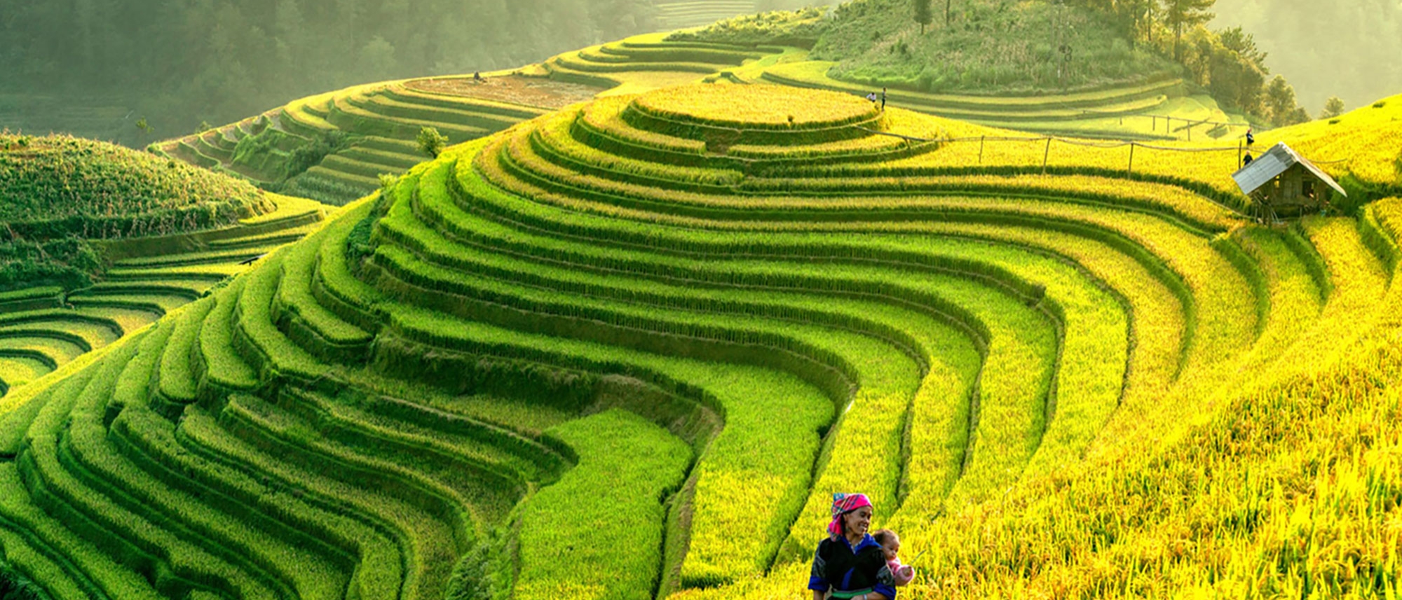 Vietnam Rice Fields